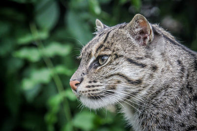 Close-up of a cat looking away