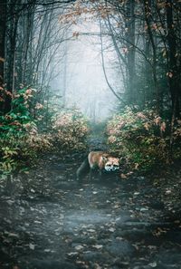 Cat on tree in forest