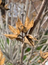 Close-up of dry plant on field