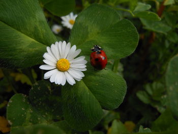 Close-up of insect on flower