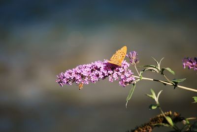Close-up of purple flowers growing on plant