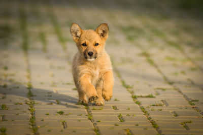 Portrait of dog