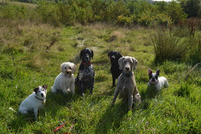 View of dogs on grassy field