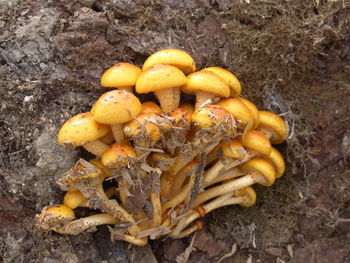 Close-up of yellow mushrooms