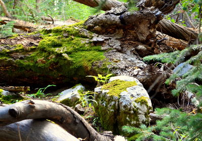 Moss growing on tree trunk