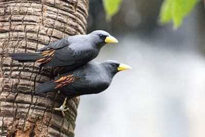 Close-up of bird perching outdoors