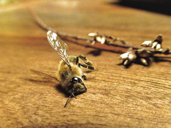 Close-up of a passed away bee on a wooden surface