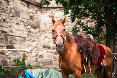 Horse standing against built structure