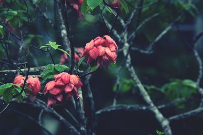 Close-up of red flowering plant