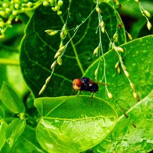 Close-up of ladybug on leaf