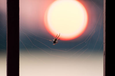 Close-up of spider on web