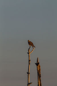 Close-up of insect on plant against sky
