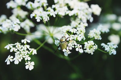 Close-up of white flowering plant