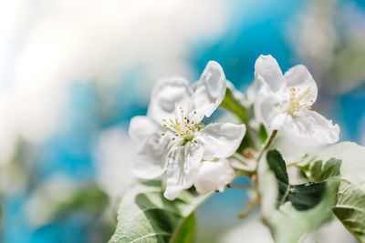 Close-up of white flowering plant