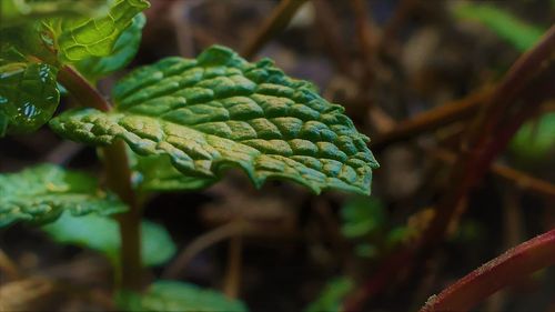 Close-up of fresh green plant