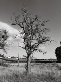 Tree on field against sky