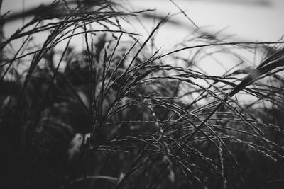 Close-up of dry plants on field