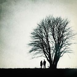 Silhouette of bare tree on field