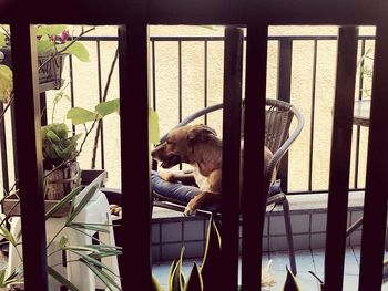 View of a cat sitting on chair