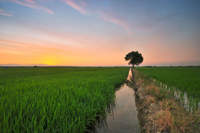 Scenic view of agricultural field against sky during sunset