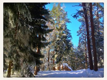 Trees on snow covered landscape