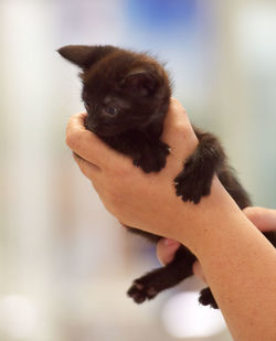 Midsection of woman holding cat