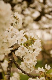 Close-up of white cherry blossom tree