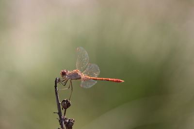 Close-up of insect on twig