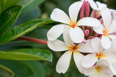 Close-up of frangipani blooming outdoors