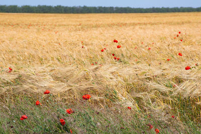 Red poppy flowers on field