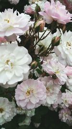 Close-up of fresh white flowers blooming outdoors