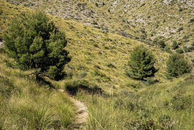 Plants growing on land