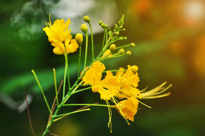 Close-up of yellow flowering plant