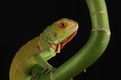 Close-up of lizard