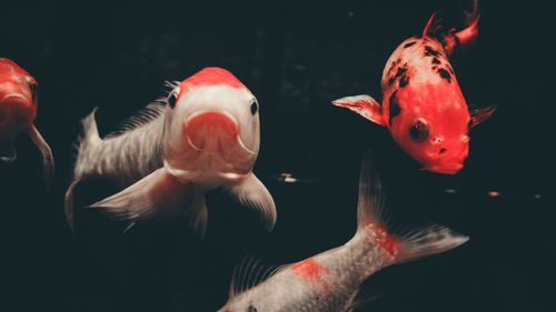 Fishes swimming in sea