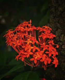 Close-up of red flowers blooming outdoors