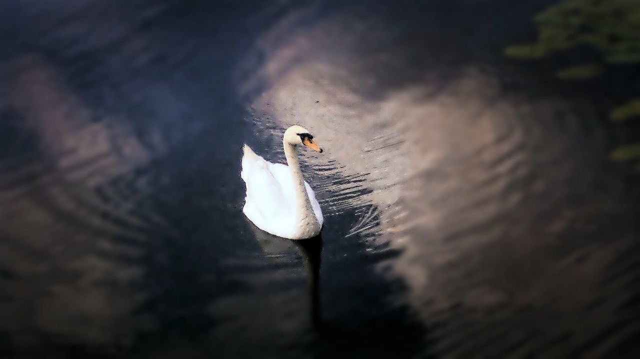 CLOSE-UP OF A BIRD