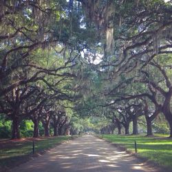 Empty road passing through trees