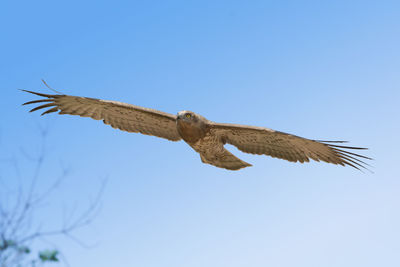 Low angle view of eagle flying against clear blue sky