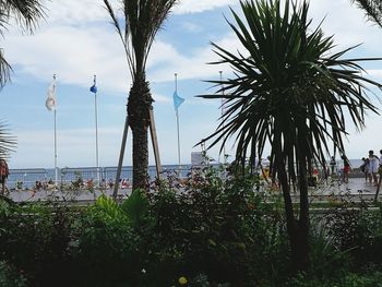 Palm trees at seaside