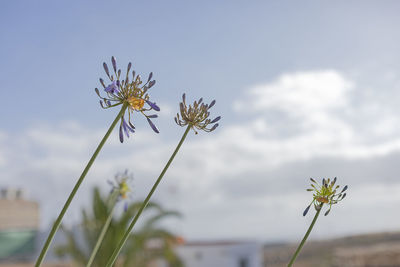 Close-up of white flowering plant against sky