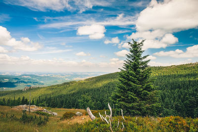Pine trees on field against sky