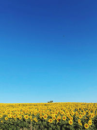 Scenic view of sunflower field against clear blue sky