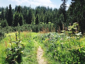 Plants growing on land