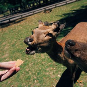 Close-up of hand feeding