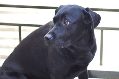 Close-up of dog looking away at home