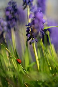 Close-up of insect on purple flower