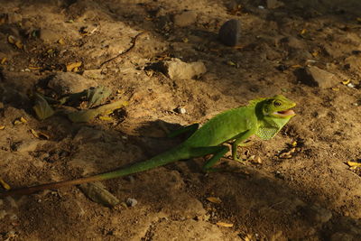 High angle view of caterpillar on a field