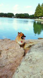 Dog yawning by lake against sky