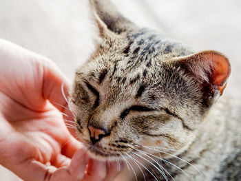 Close-up of hand holding cat